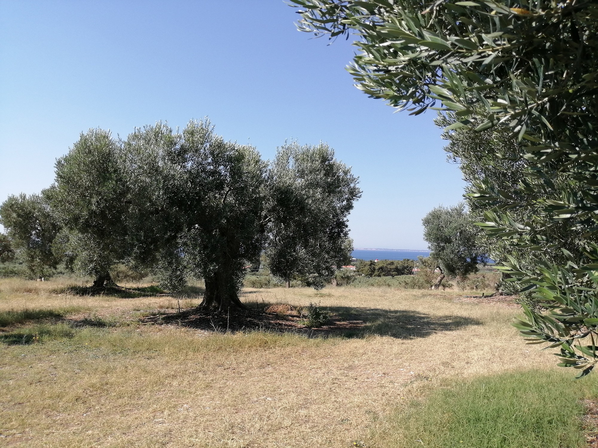 Olive tree at Yerakini Mines