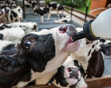 calf milk