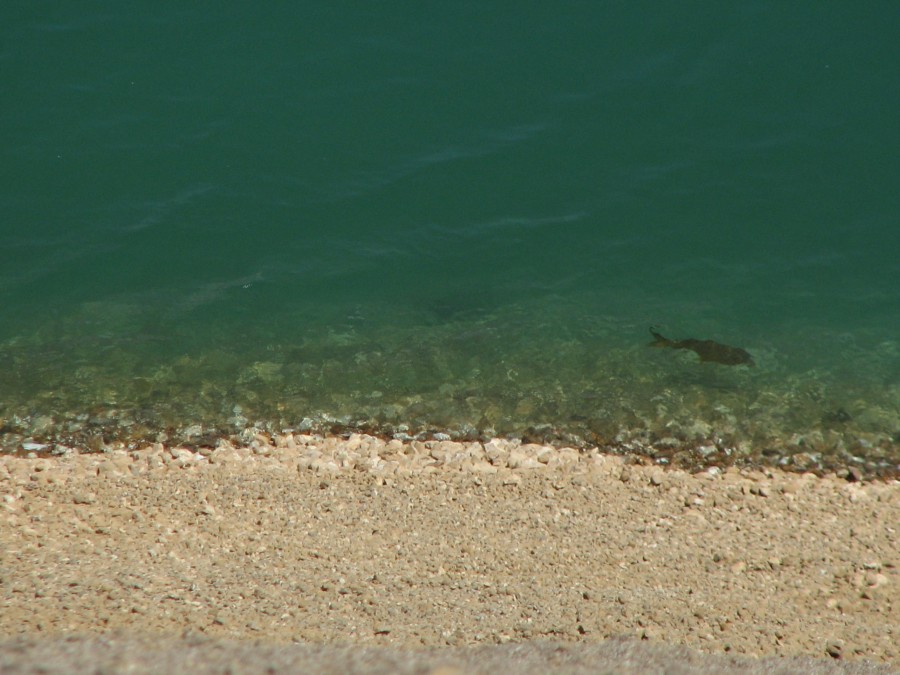 Fish in Grecian Magnesite water reservoir 