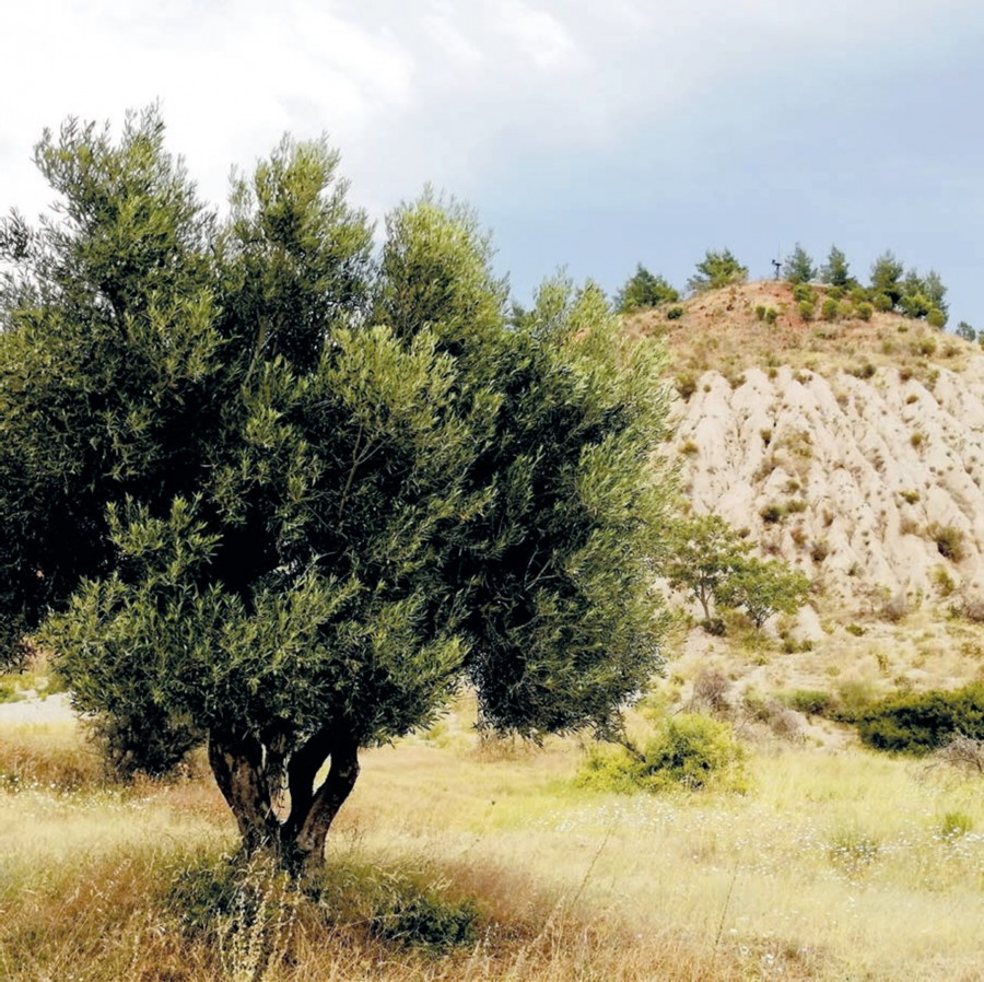 Olive trees cultivation in Grecian Magnesite Yerakini mines & works